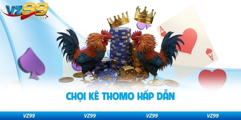 Chọi kê Thomo hấp dẫn