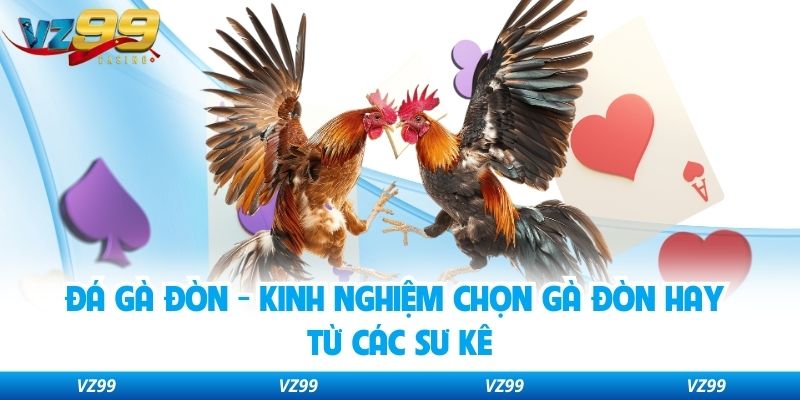 Đá Gà Đòn - Kinh Nghiệm Chọn Gà Đòn Hay Từ Các Sư Kê