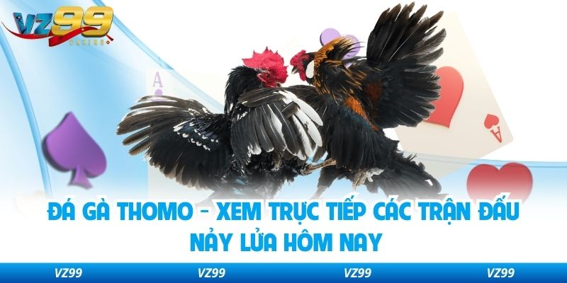 Đá Gà Thomo - Xem Trực Tiếp Các Trận Đấu Nảy Lửa Hôm Nay